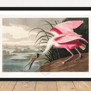 Roseate Spoonbill &quot;Birds Of America&quot; vintage printable wall art by John Audubon ca 1827. Tropical bird, instant download.