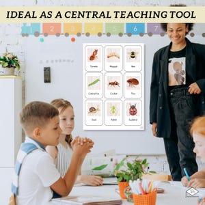 Minibeasts Toddler Flashcards Learning Pack - Montessori Materials ...