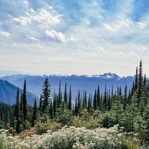 May include: A panoramic view of a mountain range with snow-capped peaks, seen from a forested hillside. The foreground features a lush green forest with tall evergreen trees and a field of white wildflowers.