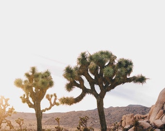 Joshua Tree Print File | California | Wall Art | Landscape Photography | Instant Digital Download