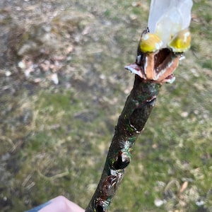 Pilz Zauberstab