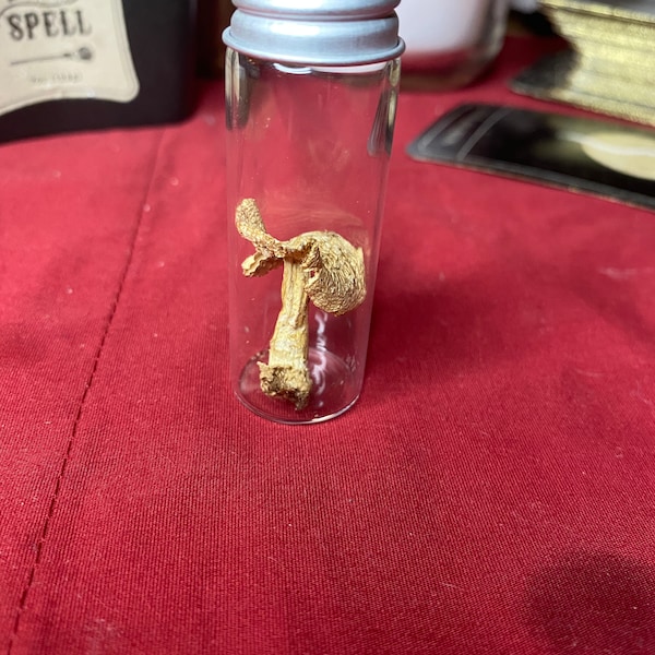 Preserved Mushroom