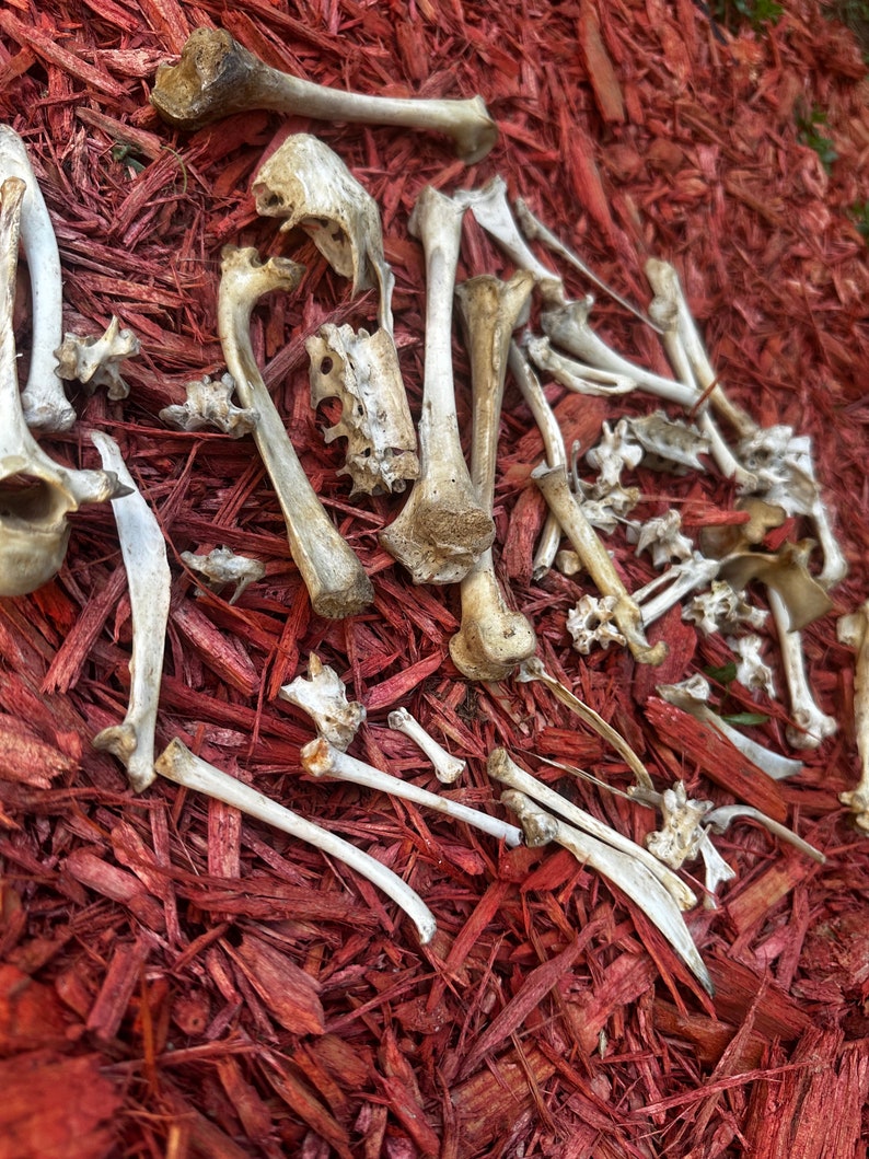 May include: A collection of white animal bones scattered on a bed of red wood chips.