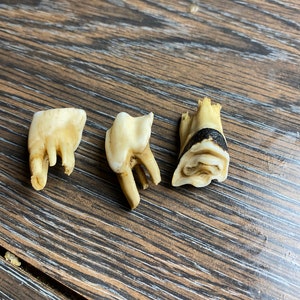 3 Cow’s Teeth