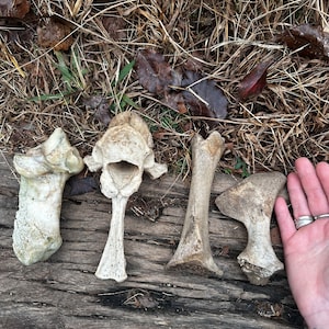 Medium Bone Mystery Box