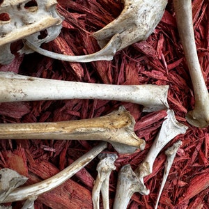 May include: A collection of animal bones arranged on a bed of red wood chips. The bones are white and appear to be from a small animal.