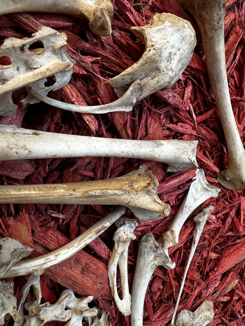 May include: A collection of animal bones arranged on a bed of red wood chips. The bones are white and appear to be from a small animal.
