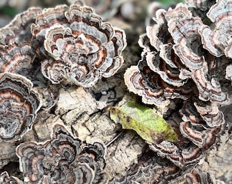 Half Gallon Bag Turkey Tail Mushrooms