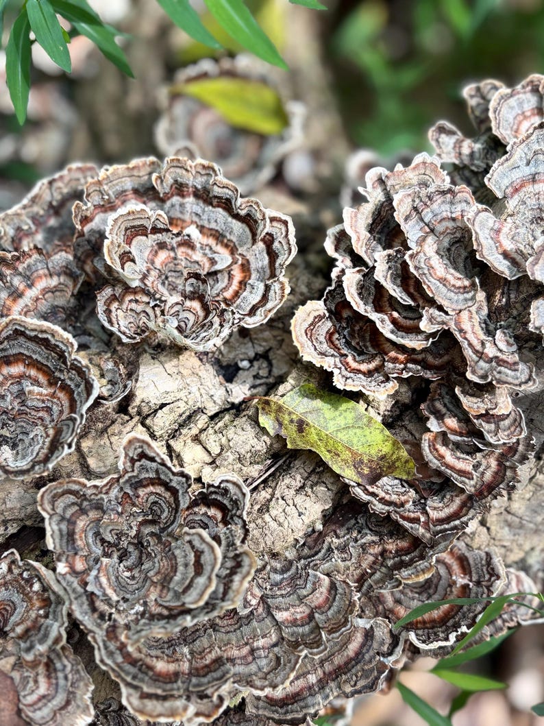 Half Gallon Bag Turkey Tail Mushrooms image 1