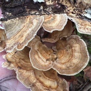 May include: A close-up of a cluster of brown and white shelf fungus growing on a tree trunk. The fungus has a layered, fan-shaped appearance with a textured surface.