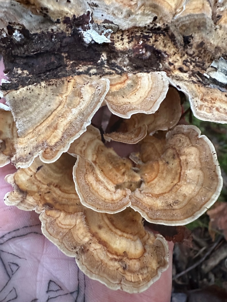 May include: A close-up of a cluster of brown and white shelf fungus growing on a tree trunk. The fungus has a layered, fan-shaped appearance with a textured surface.