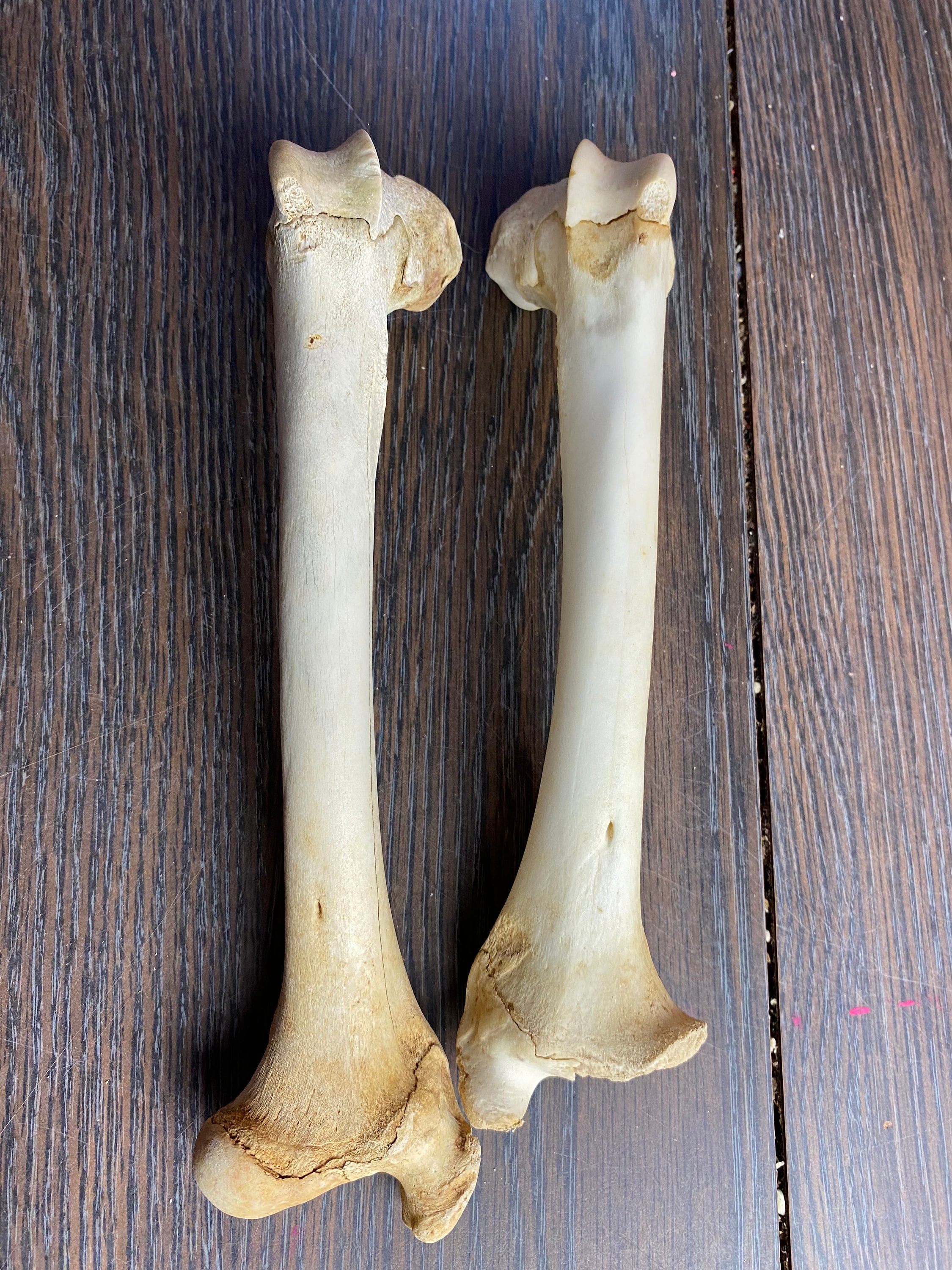 Deer Femur Bone - Etsy