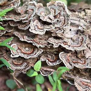 Half Gallon Bag Turkey Tail Mushrooms image 7