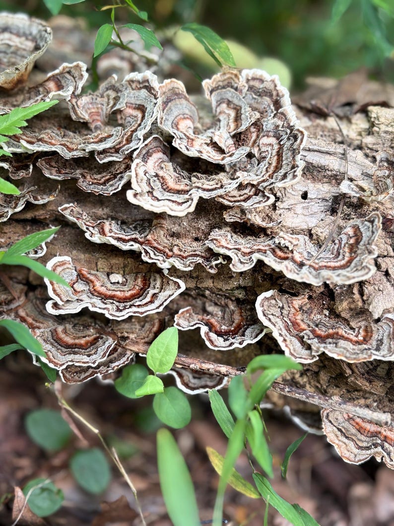 Half Gallon Bag Turkey Tail Mushrooms image 7