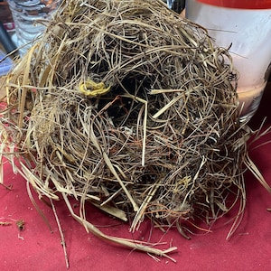 Real Bird’sNest Cottage Core/Crow Core Decor