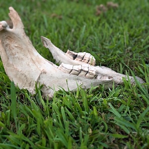 Horse Jaw Bone