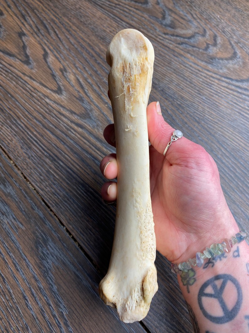 Cow Metacarpal Leg Bone Etsy