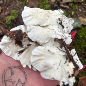 Half Gallon Bag Turkey Tail Mushrooms image 8