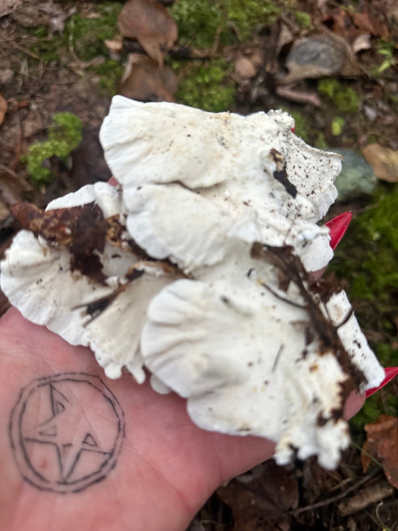 Half Gallon Bag Turkey Tail Mushrooms image 8
