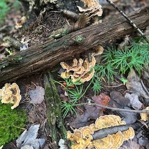 May include: Close-up of a tree trunk with a cluster of brown and white mushrooms growing at the base. The mushrooms are clustered together and have a fan-like shape. The tree trunk is covered in moss and lichen.