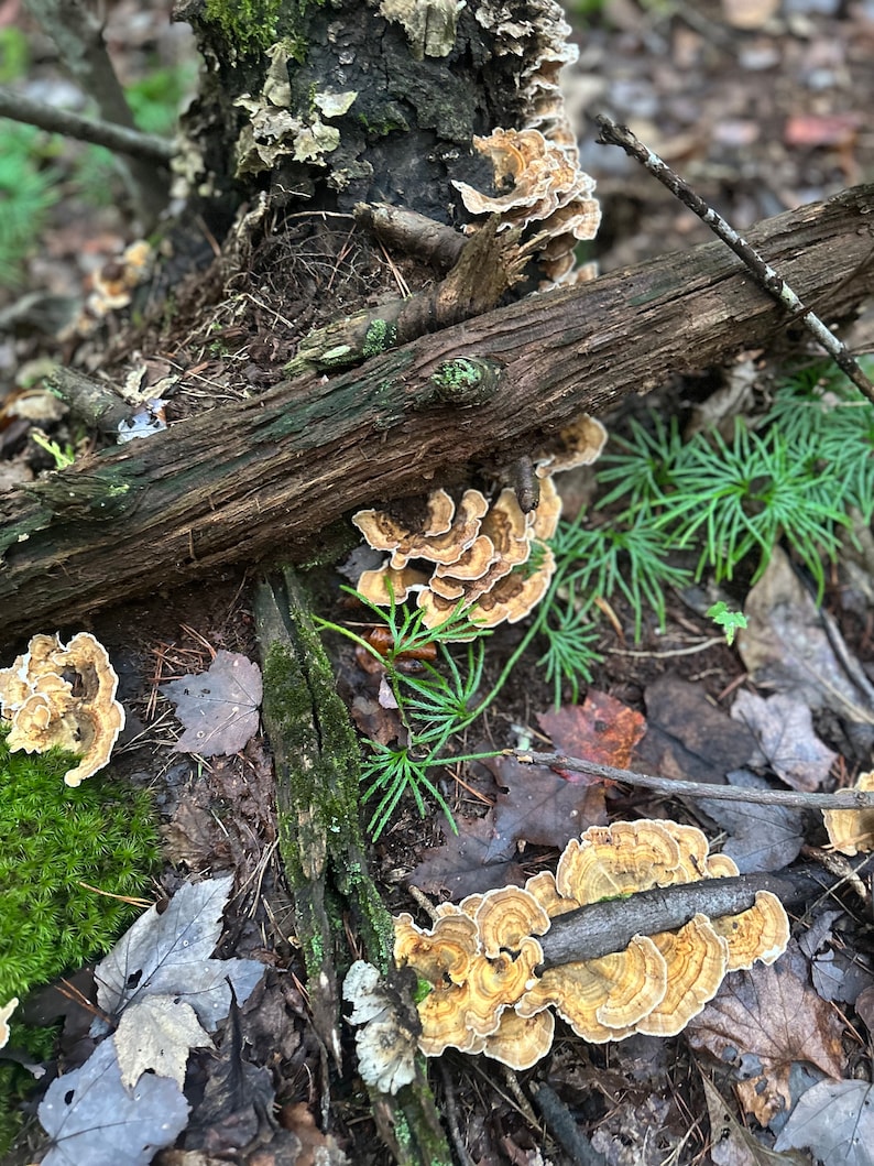 May include: Close-up of a tree trunk with a cluster of brown and white mushrooms growing at the base. The mushrooms are clustered together and have a fan-like shape. The tree trunk is covered in moss and lichen.