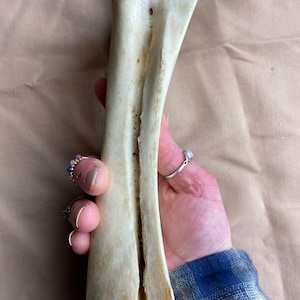 Bovine Cow Ulna Leg Bone
