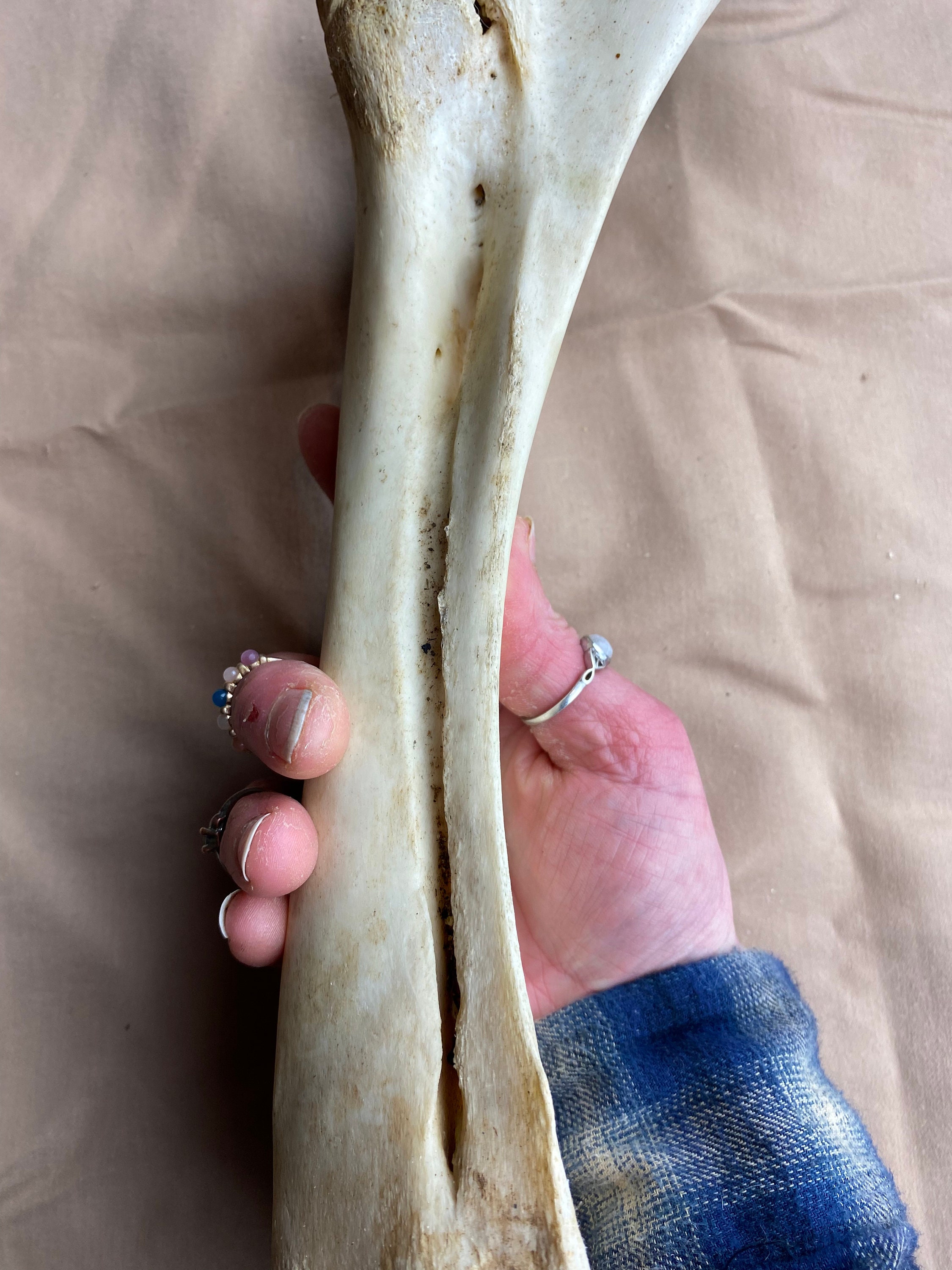 Real Human Tibia Bone Sword