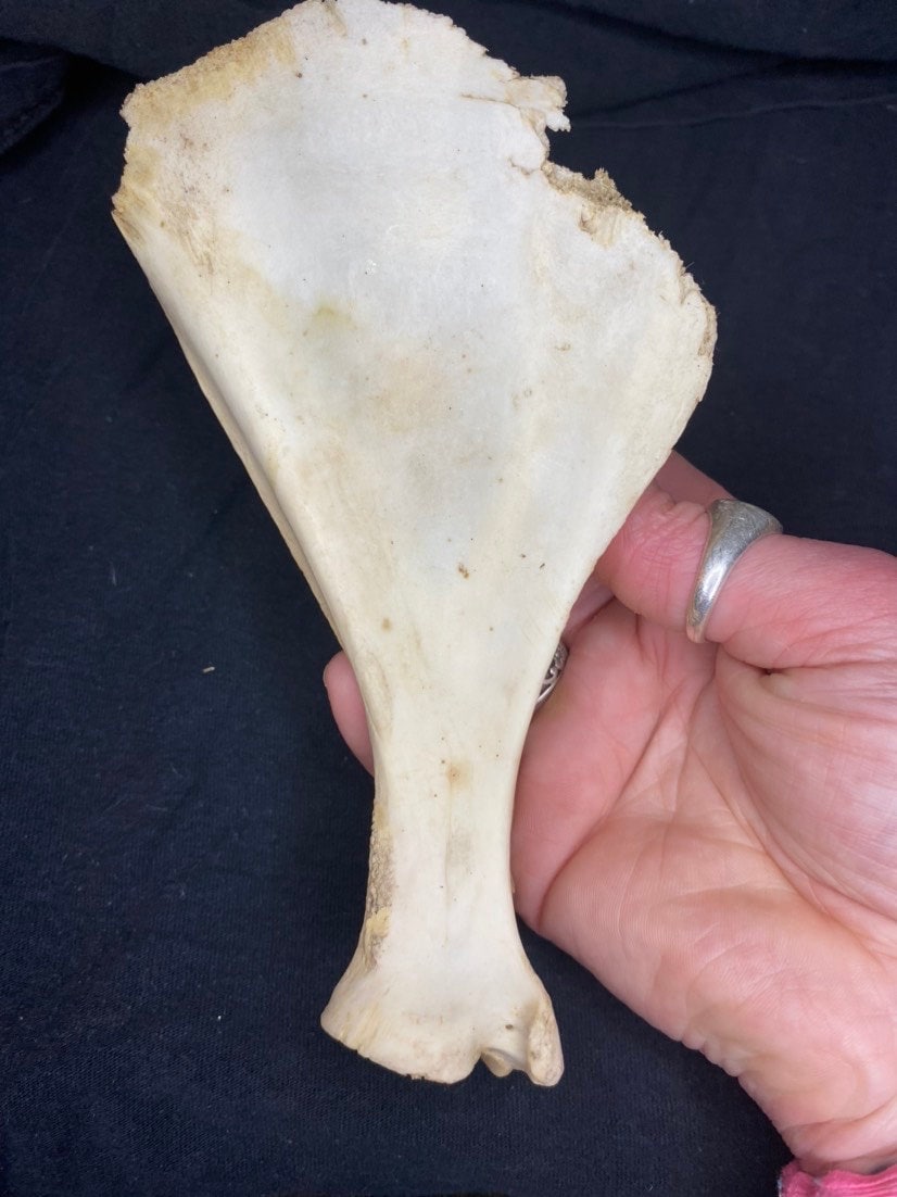 Deer Scapula Bone: Ethically Sourced Shoulder Blade for Crafts or