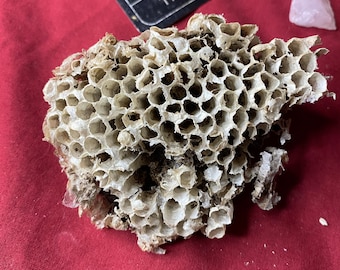 May include: A dried, beige wasp nest with a honeycomb structure, on a red surface. A black tarot card with the word "TEMPERANCE" and a small, pink crystal are also present, suggesting a spiritual or metaphysical theme.