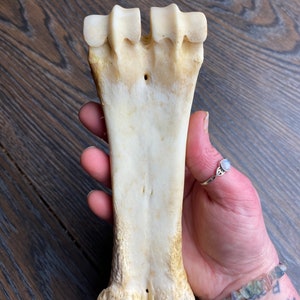 Cow Metacarpal Leg Bone