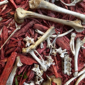 May include: A close-up of a pile of white animal bones on a bed of red wood chips.