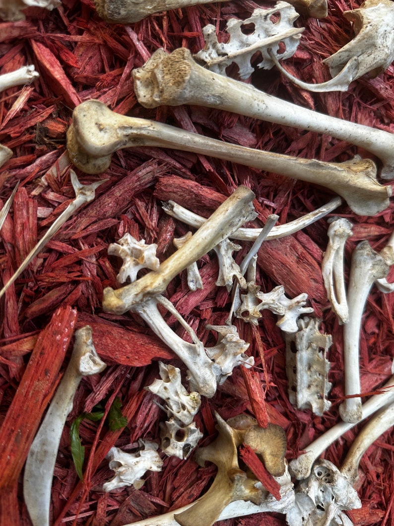 May include: A close-up of a pile of white animal bones on a bed of red wood chips.