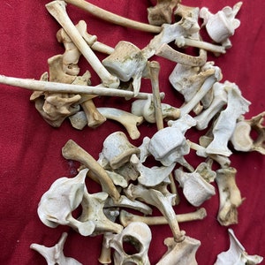 Small Bone Mystery Box