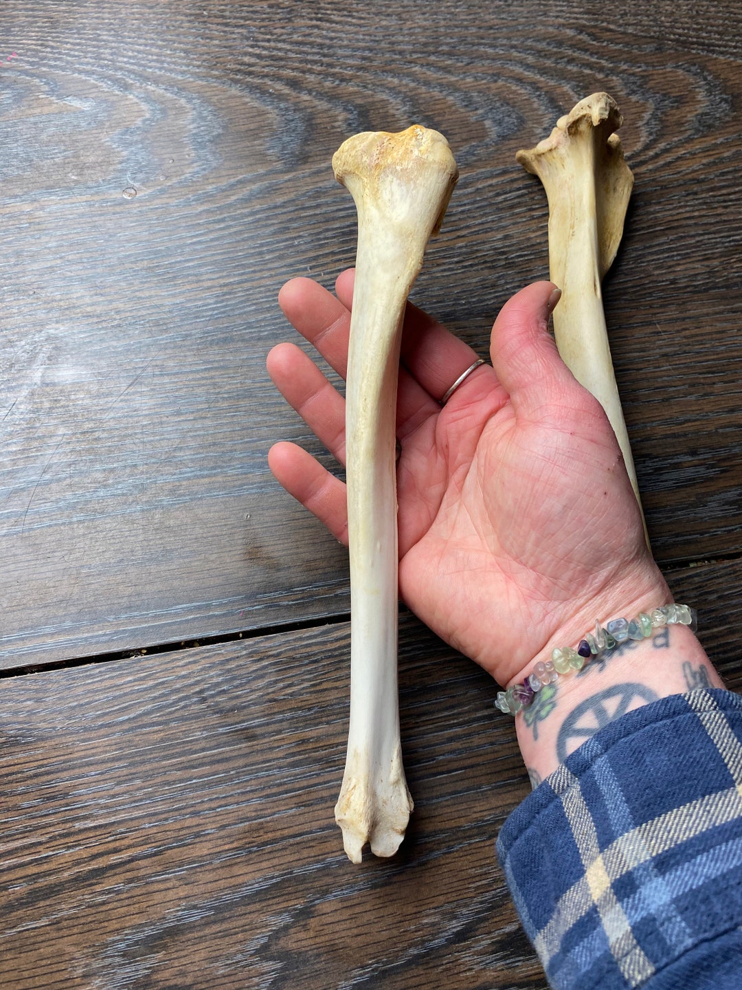 Deer Tibia Bone - Etsy