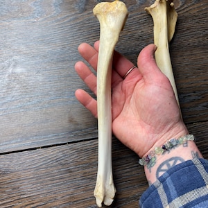 Deer Fibula Bone