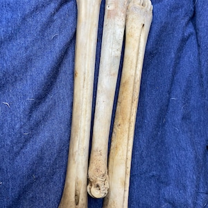 Deer Leg Bone