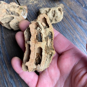 Red clay Dirt Dobber  nests