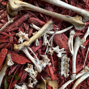 May include: A collection of animal bones, likely from a deer, scattered on a bed of red wood chips.