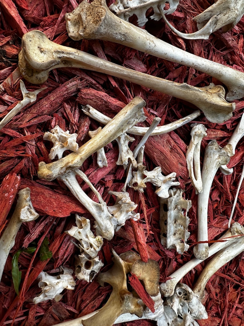 May include: A collection of animal bones, likely from a deer, scattered on a bed of red wood chips.