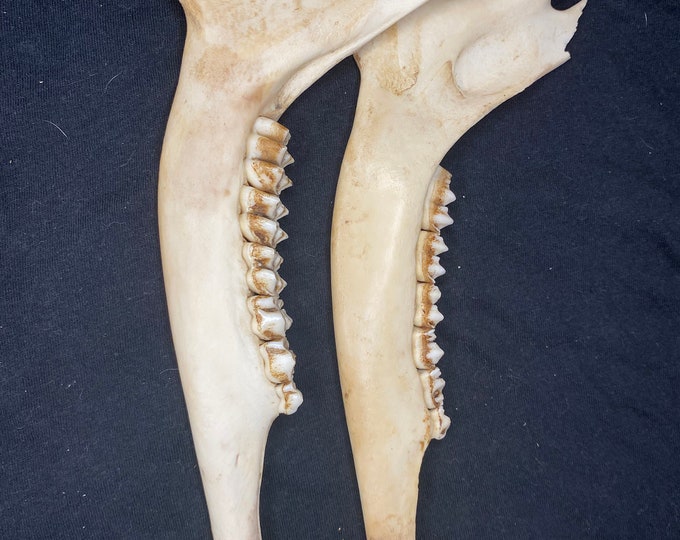 Deer Jaw Bone Etsy