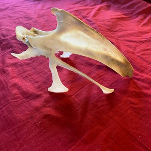 Chicken Keel bone/Breast Bone