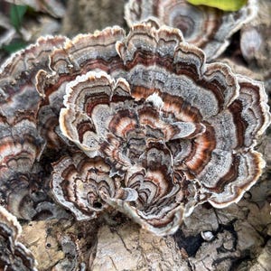 Half Gallon Bag Turkey Tail Mushrooms image 3