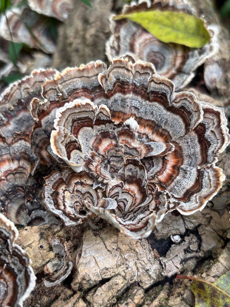 Half Gallon Bag Turkey Tail Mushrooms image 3
