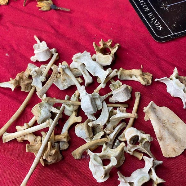 Small Bone Mystery Box