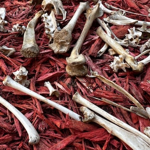 May include: A collection of white animal bones scattered on a bed of red wood chips.