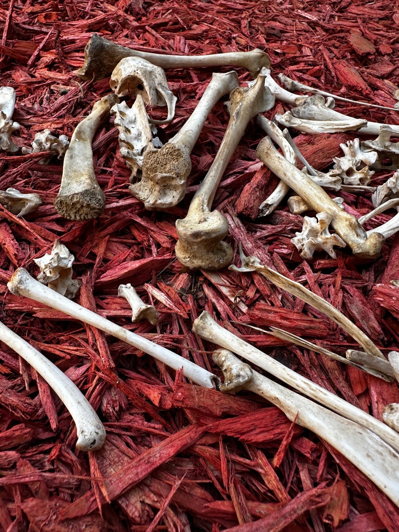 May include: A collection of white animal bones scattered on a bed of red wood chips.