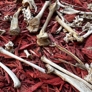 May include: A collection of animal bones scattered on a bed of red wood chips.