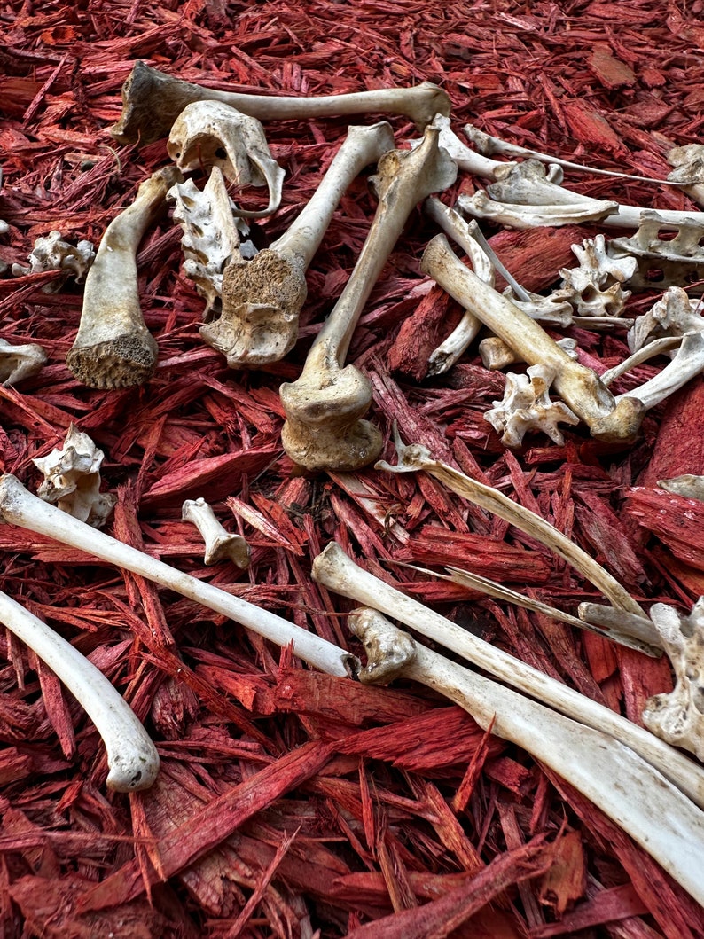 May include: A collection of animal bones scattered on a bed of red wood chips.