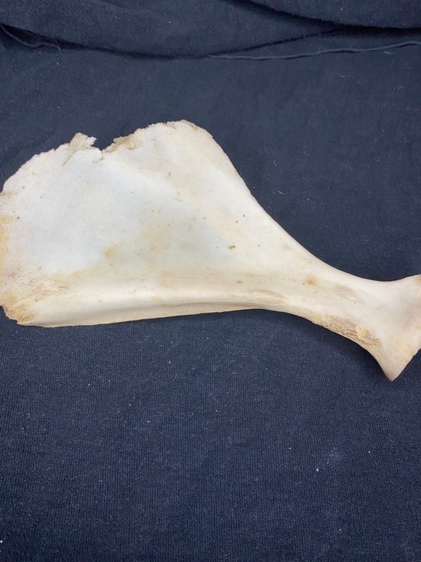 Deer Scapula Etsy
