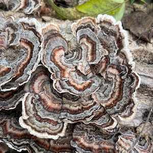 Half Gallon Bag Turkey Tail Mushrooms image 9